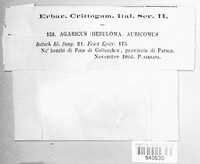 Image of Inocybe auricoma